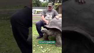 You Might Not Know This About Tortoises [upl. by Reitman]