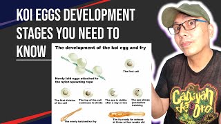 Unveiling the Secret Stages of Koi Egg Development [upl. by Ophelie]