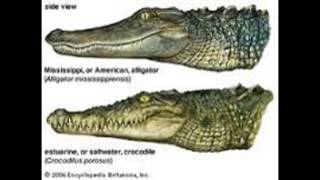 interior crocodile alligator i drive a chevrolet movie theatre [upl. by Nialb]