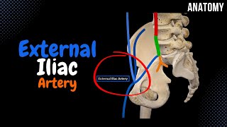 External Iliac Artery EASY scheme Course  Branches [upl. by Navert462]