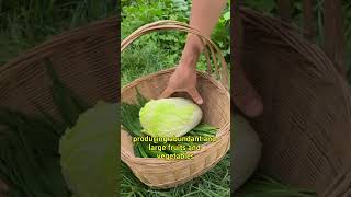 Role of baking soda in agriculture garden viralvideo gardaning baking gardening agromin fyp [upl. by Atauqal]