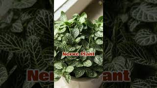 Stunning Indoor Plants with Green and White Leaves indoorplants plants [upl. by Lebar273]