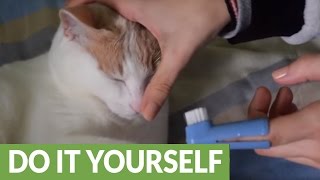 How to brush your cats teeth [upl. by Mary873]