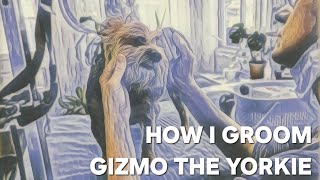 Dog Grooming Yorkshire Terrier Gizmo [upl. by Yrred220]