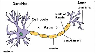 Neuron xii Biology National Book Foundation Federal Board [upl. by Thornton61]