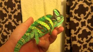 Veiled chameleon changing colors [upl. by Eiruam]