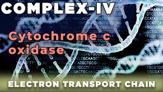 Cytochrome c Oxidase  Complex IV Mitochondria [upl. by Aniled844]