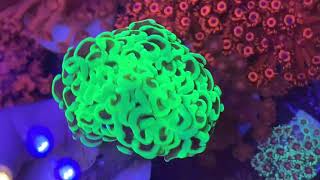 Relax Euphyllia Ultra Green Hammer LPS Coral  Интернет магазин REEF EXCLUSIVE [upl. by Dorren]