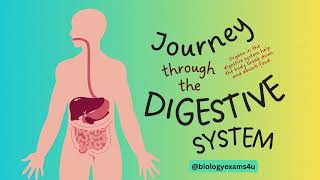 A Journey Through the Digestive system  3D Animation [upl. by Aimak]