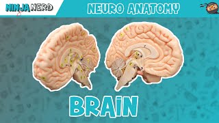 Anatomy of the Brain  Model [upl. by Namzzaj151]