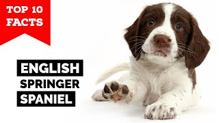 English Springer Spaniel  Top 10 Facts [upl. by Micro]