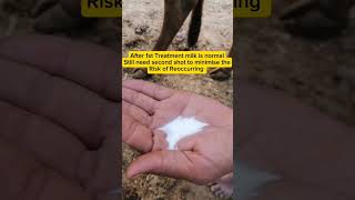 Blood in milk treatment of Cow  Mastitis treatment of Cattle  Vet Dr Faisal shortsyoutubeshorts [upl. by Oicam762]