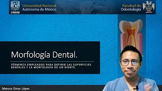 Anatomía dental  Morfología dental [upl. by Ahsotan]