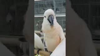 Talking Macaw Parrot viralshort trendingshorts youtubeshorts [upl. by Hibben]