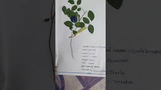 Herbarium project 👍 [upl. by Rodge]