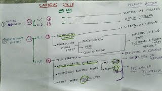 Cardiac Cycle Physiology  Chart  The Charsi of Medical Literature [upl. by Ynavoeg]