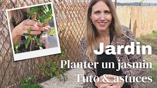 🌿 Comment planter et palisser un jasmin  Tuto jardin amp plantes grimpantes 👩🏼‍🌾 [upl. by Sande]