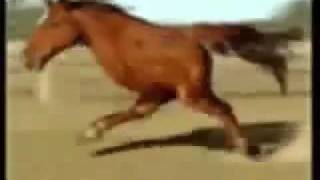 Retarded Running Horse 10 Hours [upl. by Sena295]