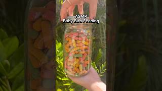 ASMR of our baby YellowShouldered Amazons enjoying their colorful pellets amp seeds💛 birds [upl. by Eelinej645]