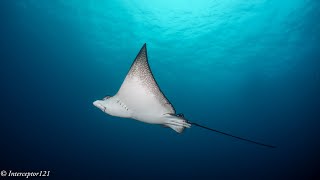 La Nevera Dive Site  Sanctuary of Flora and Fauna of Malpelo Island [upl. by Nwonknu470]