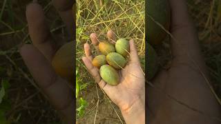 kachri  chibad  chibber \ melon 🍈 shorts trending ytshorts melon kachri gardening farming [upl. by Etnoved]