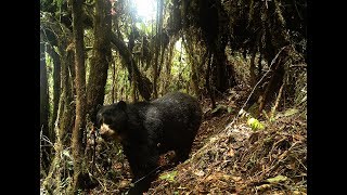 AFTER THE TRAIL OF THE ANDEAN BEAR [upl. by Binnings739]