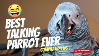 Best Talking Parrot Compilation 3  Gizmo the Grey Bird [upl. by Bow]