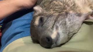 Squiggy Naps  Comfortable Hyrax [upl. by Alletneuq]