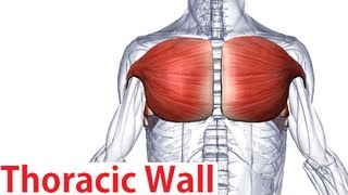 Muscles of the Thoracic Wall  Chest Muscles Anatomy [upl. by Helyn546]