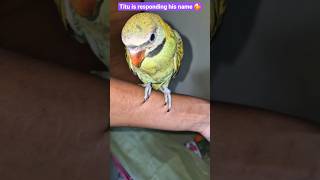 Titu is responding Talking Parrots 😘🥰🔥batkarnewalatota shortsviralparrot trendingyoutubeshorts [upl. by Noyad]