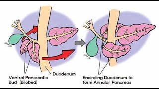 Embrology of the pancreas Development from the ventral and dorsal buds [upl. by Sisenej292]