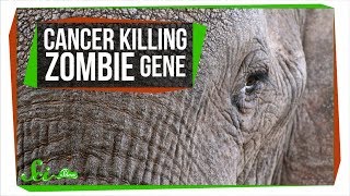 A Zombie Gene Keeps Elephants from Getting Cancer  SciShow News [upl. by Neilla]