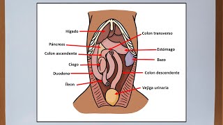 Abdomen del perro  Anatomía veterinaria [upl. by Adnilasor]