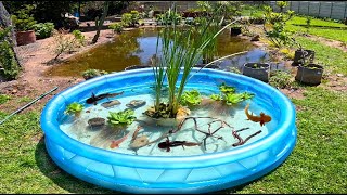 I Built A Garden Pond For Axolotl [upl. by Rayle]