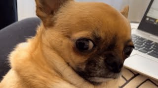 Sensitive chihuahua makes sad face when mom laughs at him [upl. by Enair]