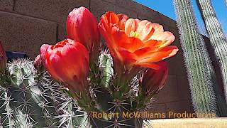 Stenocereus Thurberi Cactus Time Lapse [upl. by Anivlac]