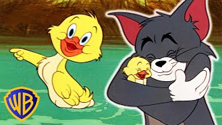 Tom amp Jerry  Best of Little Quacker  Classic Cartoon Compilation  WB Kids [upl. by Lai]