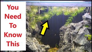 This Is What Will Happen If You Add Hornwort To Your Aquarium Fish Tank [upl. by Edniya]