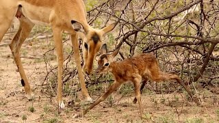 Baby Impala Learns To Walk [upl. by Tijnar]