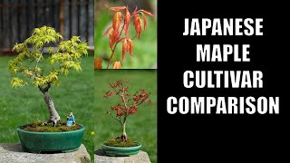 Japanese Maple Comparison [upl. by Townie]