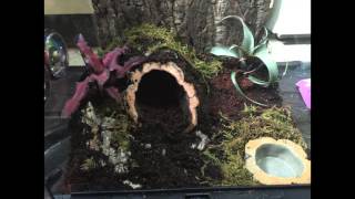 NATURAL SETUP FOR BRACHYPELMA SMITHI [upl. by Weinman]