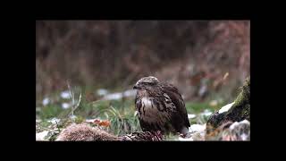 Buteo Buteo Buzzard Káně lesní [upl. by Bergeron417]