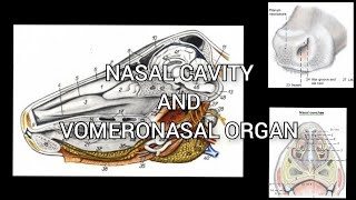 SPLANCHNOLGY  Nasal Cavity and Vomeronasal Organ  ANATOMY by Dr Nidhi Gupta  1st Year Lecture [upl. by Rehpotsirhc]