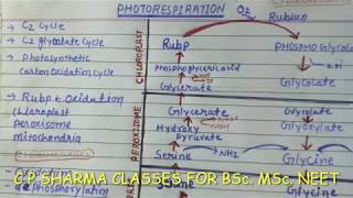 C 2 cycle Photo respiration C2 glycolate cycle BSc Neet MSc BY c p sharma [upl. by Vladimar]