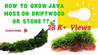 How to grow aquarium java moss on diftwood or stones rocks  yogurt method Dry start method [upl. by Fabiolas765]