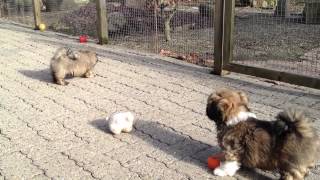 Lhasa Apso Puppies  nine weeks old [upl. by Omsoc]