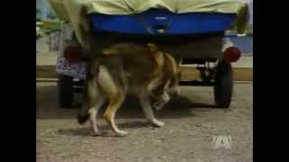 The Littlest Hobo Season 3 Episode 10 Locket [upl. by Arrimat]