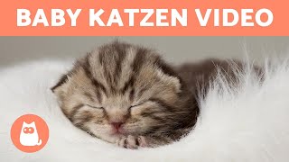 BABY KATZEN Video 😻 Lustige amp Süße KATZEN [upl. by Bohlen]