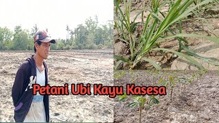 Petani Ubi Kayu Kasesa [upl. by Wiseman]