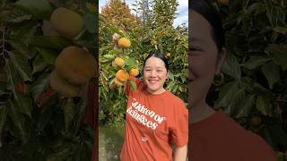 Harvesting Fuyu Persimmons 🧡 fall persimmon [upl. by Lunette263]